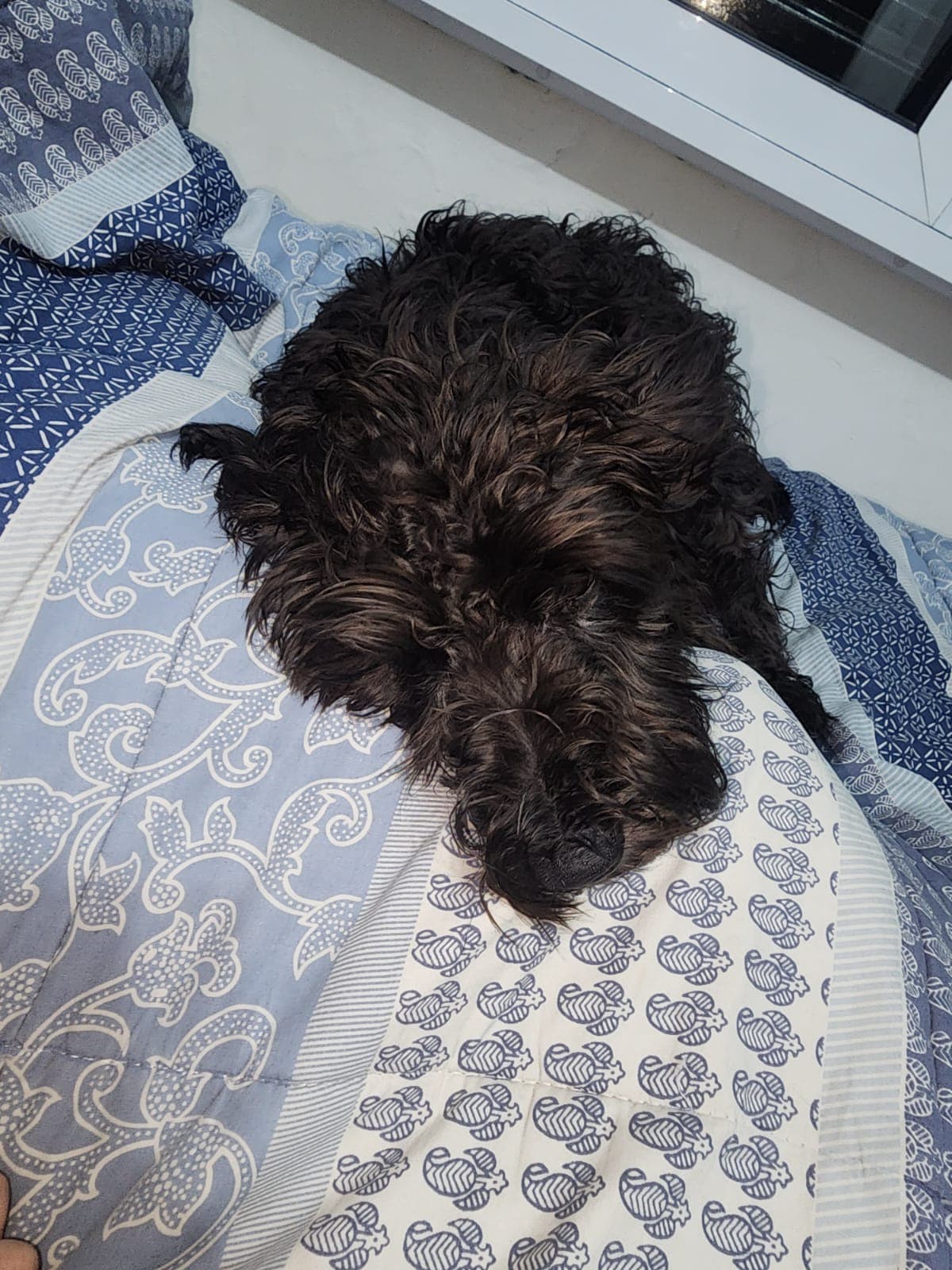 Pq a Olly como osso de dia e nao de noite